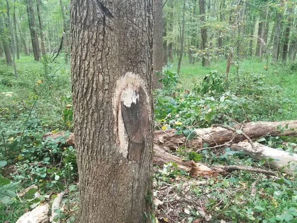 Δέντρο Κομμένα Σπασμένα Κλαδιά Στο Έδαφος Πράσινα Φυτά Στο Δάσος — Φωτογραφία Αρχείου
