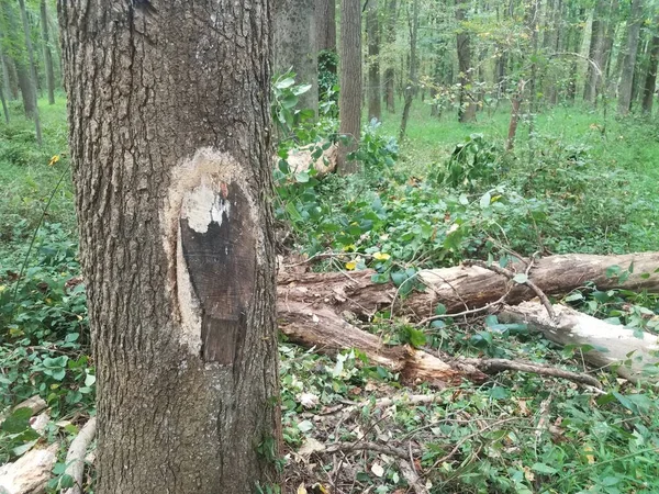 Δέντρο Κομμένα Σπασμένα Κλαδιά Στο Έδαφος Πράσινα Φυτά Στο Δάσος — Φωτογραφία Αρχείου