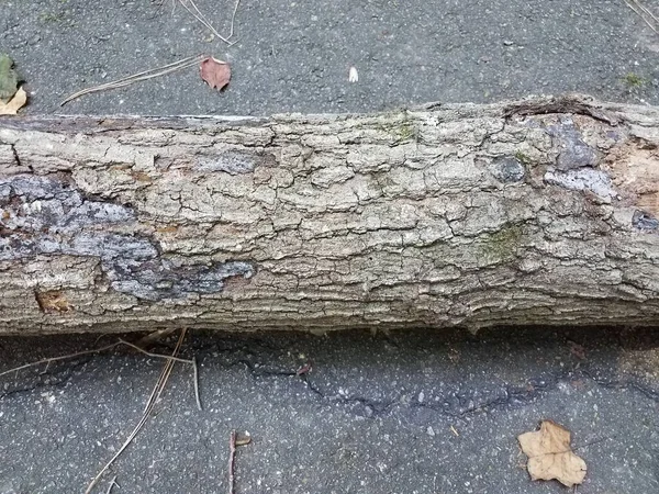 Tronco Árvore Caído Que Coloca Asfalto Preto Livre — Fotografia de Stock