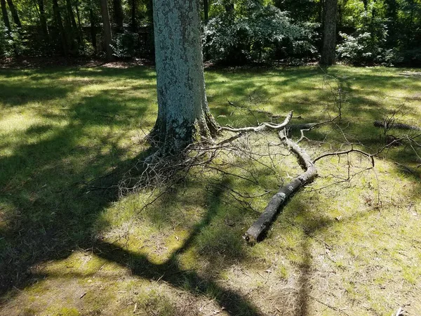 Arbre Avec Lichen Grande Branche Tombée Sur Sol — Photo