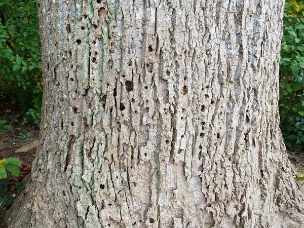 Árbol Marrón Con Agujeros Corteza — Foto de Stock