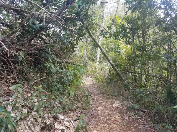 Δέντρα Και Κλαδιά Σπασμένα Από Τον Τυφώνα Irma Και Maria — Φωτογραφία Αρχείου