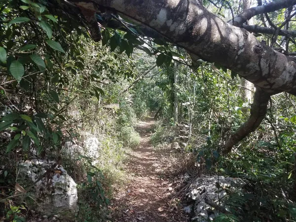 Δέντρα Και Κλαδιά Σπασμένα Από Τον Τυφώνα Irma Και Maria — Φωτογραφία Αρχείου