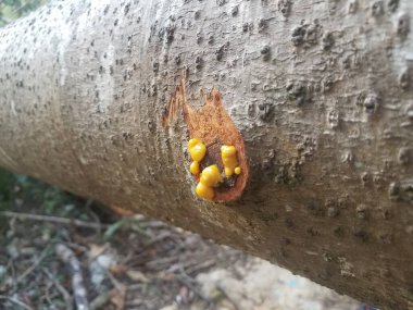 Porto Riko 'da ağaç gövdesi ve ağaç kabuğu sarı bitki özü, mantar ya da mantar.