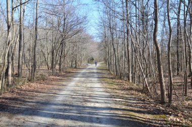 Ağaçları ve dalları olan ormanda ya da ormanda yol ya da patika