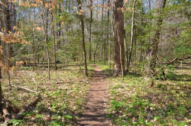 Ağaçlı ya da ormanlı patika ya da patika