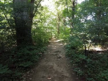 Ağaçlar ve yapraklarla ormandaki patika veya patika