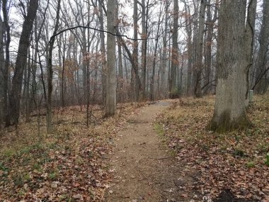 Ağaçlı ya da ormanlı patika veya patika