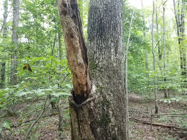 Ett Träd Med Mindre Rutten Gren Skogen — Stockfoto