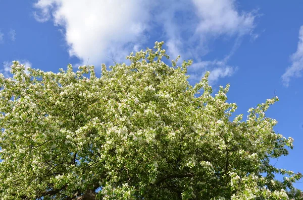 Árbol Con Pétalos Flores Blancas Floreciendo Primavera Cielo — Foto de Stock