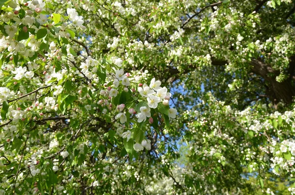 Árbol Con Pétalos Flores Blancas Floreciendo Primavera Cielo — Foto de Stock