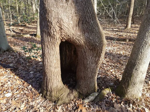 Tronco Árvore Floresta Madeiras Com Buraco Oco Folhas Marrons — Fotografia de Stock