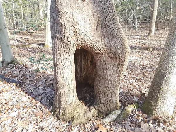 Tronc Arbre Dans Forêt Les Bois Avec Trou Creux Feuilles — Photo