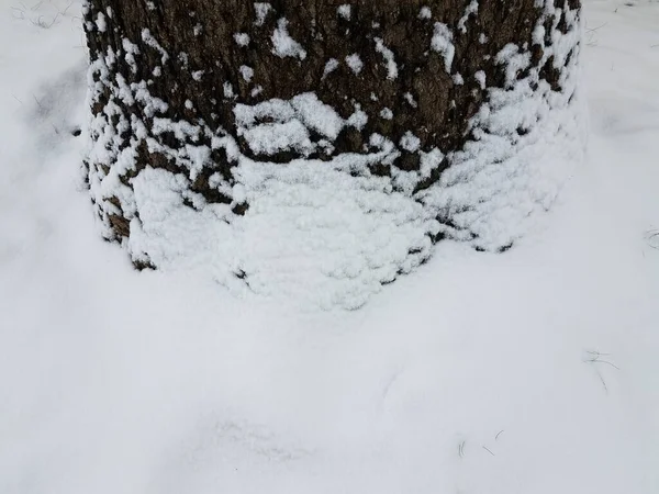 Base Del Tronco Del Árbol Con Corteza Nieve Blanca — Foto de Stock