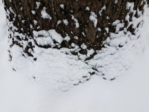 Podstawa Pnia Drzewa Korą Białym Śniegiem — Zdjęcie stockowe
