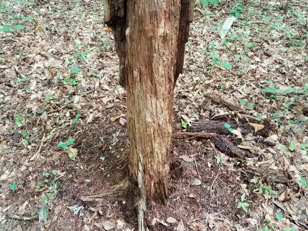 Baum Mit Rinde Geschält Oder Wald Oder Wald Entfernt — Stockfoto