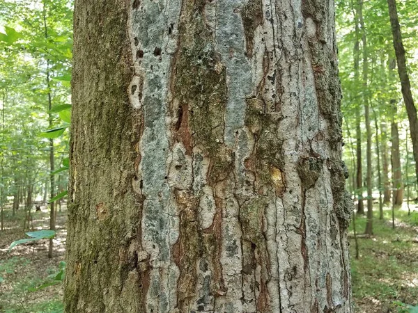 樹皮片が落ちる病気の木の幹 — ストック写真