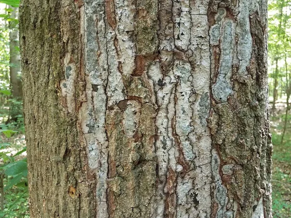 樹皮片が落ちる病気の木の幹 — ストック写真