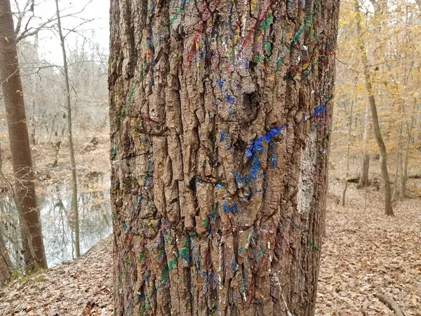Casca Árvore Com Escrita Colorida Sobre Ele Florestas Florestas — Fotografia de Stock