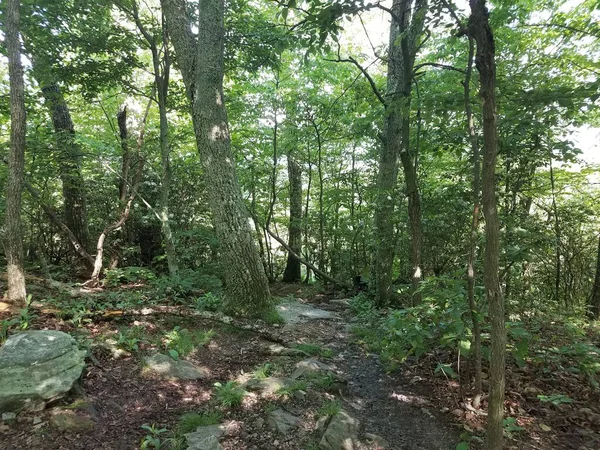 Wanderweg Wald Oder Wald Mit Bäumen Und Felsen — Stockfoto