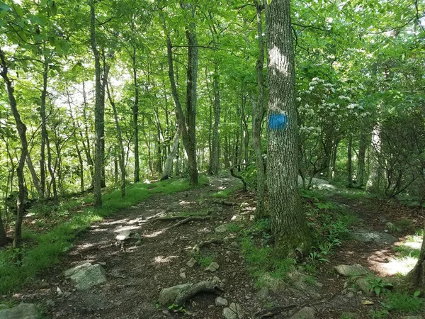 树林或森林中的小径 树上有树木 岩石和蓝色记号 — 图库照片