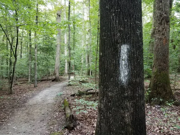 Sentiero Nel Bosco Con Segno Bianco Albero — Foto Stock