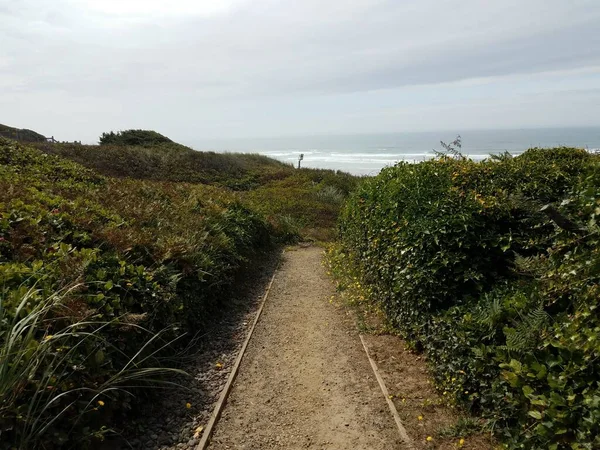 Trail Path Leading Beach Sand Waves Plants — Stock Photo, Image