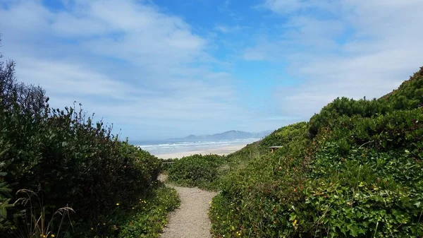 trail or path leading to beach with sand and waves and plants