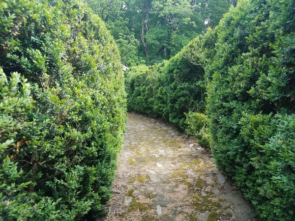 Viejo Camino Ladrillo Piedra Sendero Jardín Con Arbustos Verdes —  Fotos de Stock