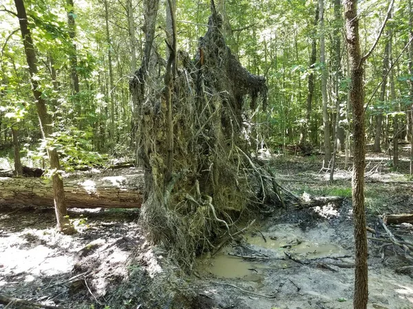 Arbre Renversé Endommagé Avec Des Racines Dans Forêt Les Bois — Photo