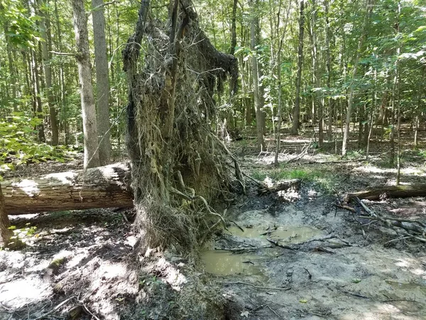 Árbol Derribado Dañado Con Raíces Bosques Bosques Barro — Foto de Stock