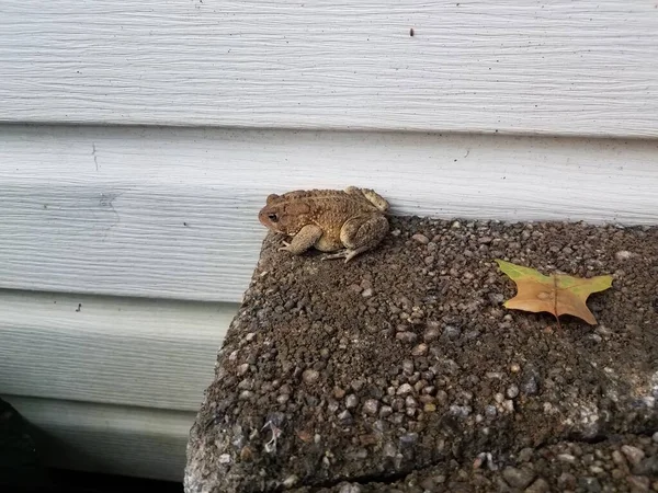 Sapo Rana Cemento Cerca Del Revestimiento Casa Blanca — Foto de Stock