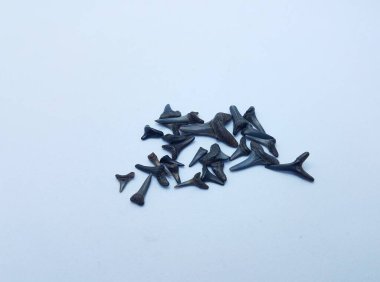 Beyaz arka planda siyah köpekbalığı dişleri ya da fosiller