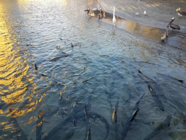 Ponce, Porto Riko 'daki La Guancha' da uzun beyaz vinç, pelikan ve tarpon balığı.