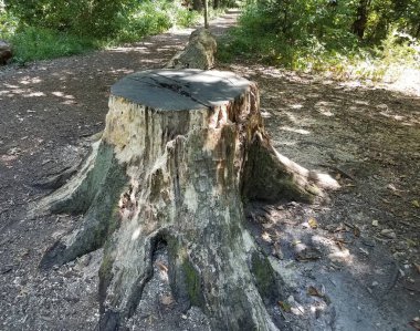 Ağaç kütüğünü patikayla kes ve ormandaki ya da ormandaki ağaçları kes