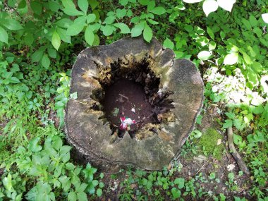 İçi oyulmuş ağaç kütüğü ve yeşil yapraklar.