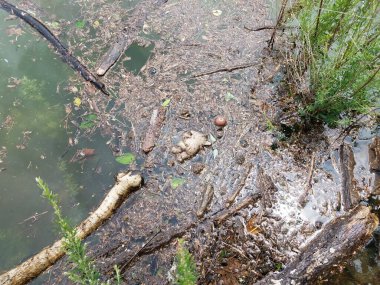 Su altında, enkaz ve yeşil bitkilerle yüzen doldurulmuş bir ayı.
