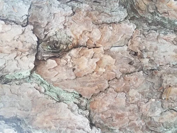 Kalın Sert Desenli Kahverengi Ağaç Kabuğu — Stok fotoğraf
