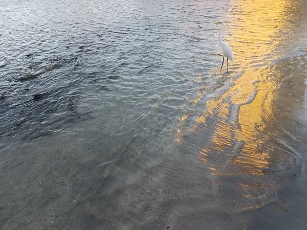 Puerto Rico Ponce Daki Guancha Uzun Beyaz Vinç Tarpon Balığı — Stok fotoğraf