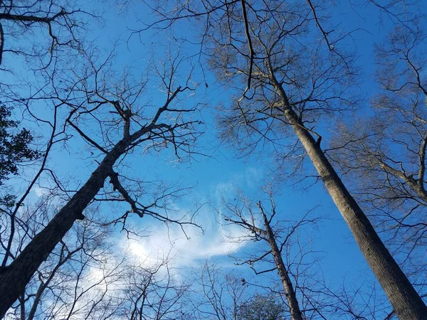 Hohe Bäume Wald Oder Wald Und Weiße Wolken Und Blauer — Stockfoto