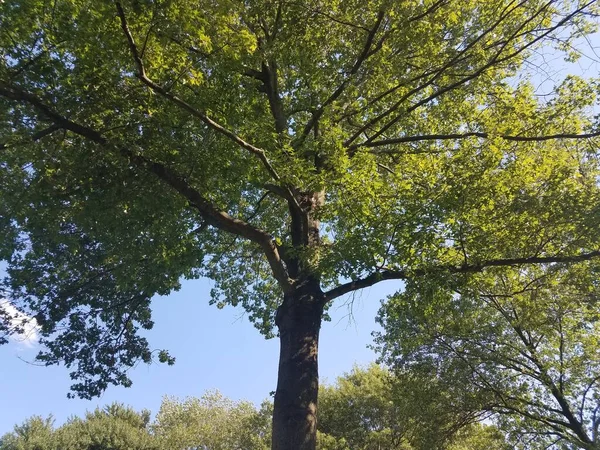 Tall Oak Trees Clear Blue Sky — Stock Photo, Image