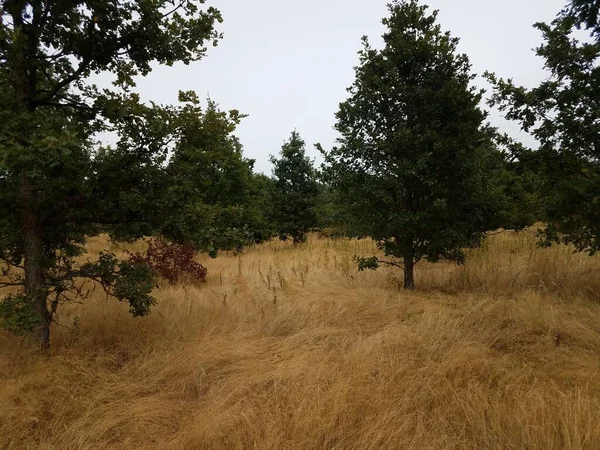 Erba Alta Marrone Con Alberi Con Foglie Verdi — Foto Stock