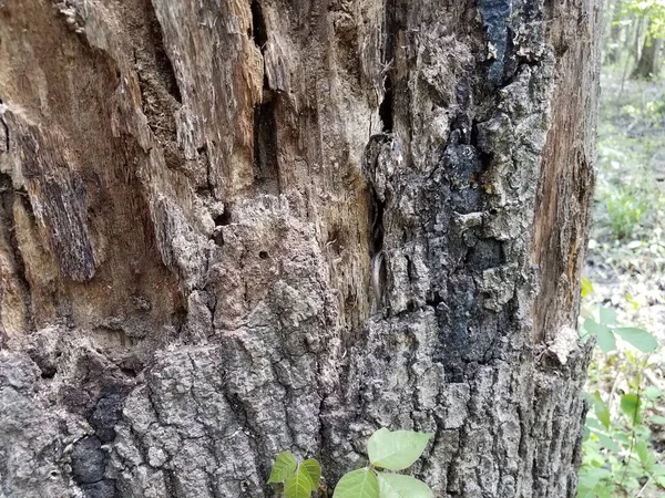 褐色の木の幹に隠れている動物の尻尾 — ストック写真