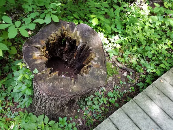 Tallo Árbol Viejo Ahuecado Hojas Verdes — Foto de Stock