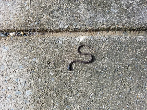 Una Serpiente Negra Rayada Sobre Tierra Cemento Gris —  Fotos de Stock