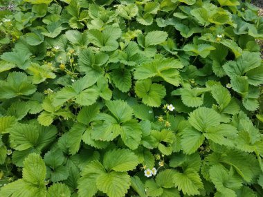 Bahçede yeşil yapraklı çilek bitkileri