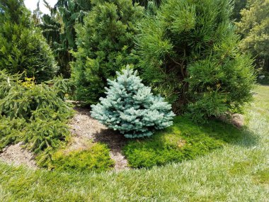 Diğer ağaçların önündeki küçük mavi çam ağacı.