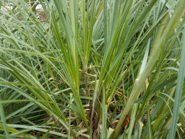 Sarı bahçe örümceği büyük yeşil çimen bitkisinin içinde suyla