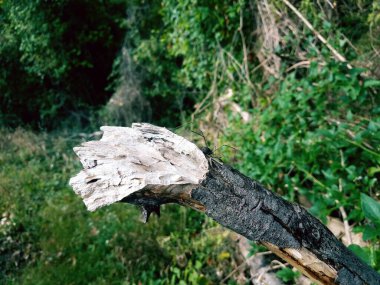 Uzun bacaklı örümceğin yürüdüğü kırık bir dal.