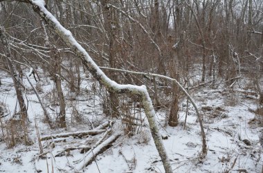 Ormandaki ya da ormandaki ağaç dallarında beyaz kar